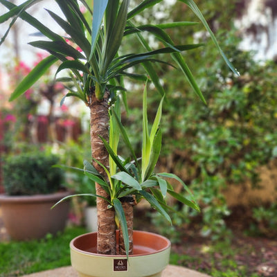 Yuca Doble VegoTerra Con Maceta Kony 30cm Verde