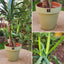 Yuca Doble VegoTerra Con Maceta Kony 30cm Verde