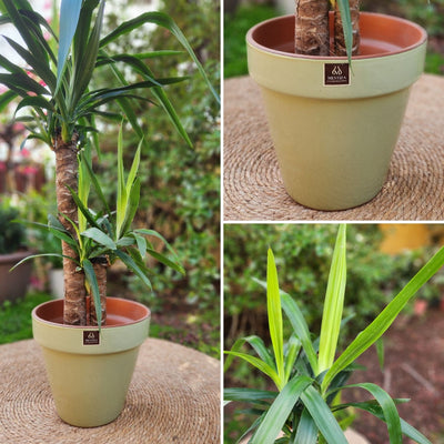 Yuca Doble VegoTerra Con Maceta Kony 30cm Verde