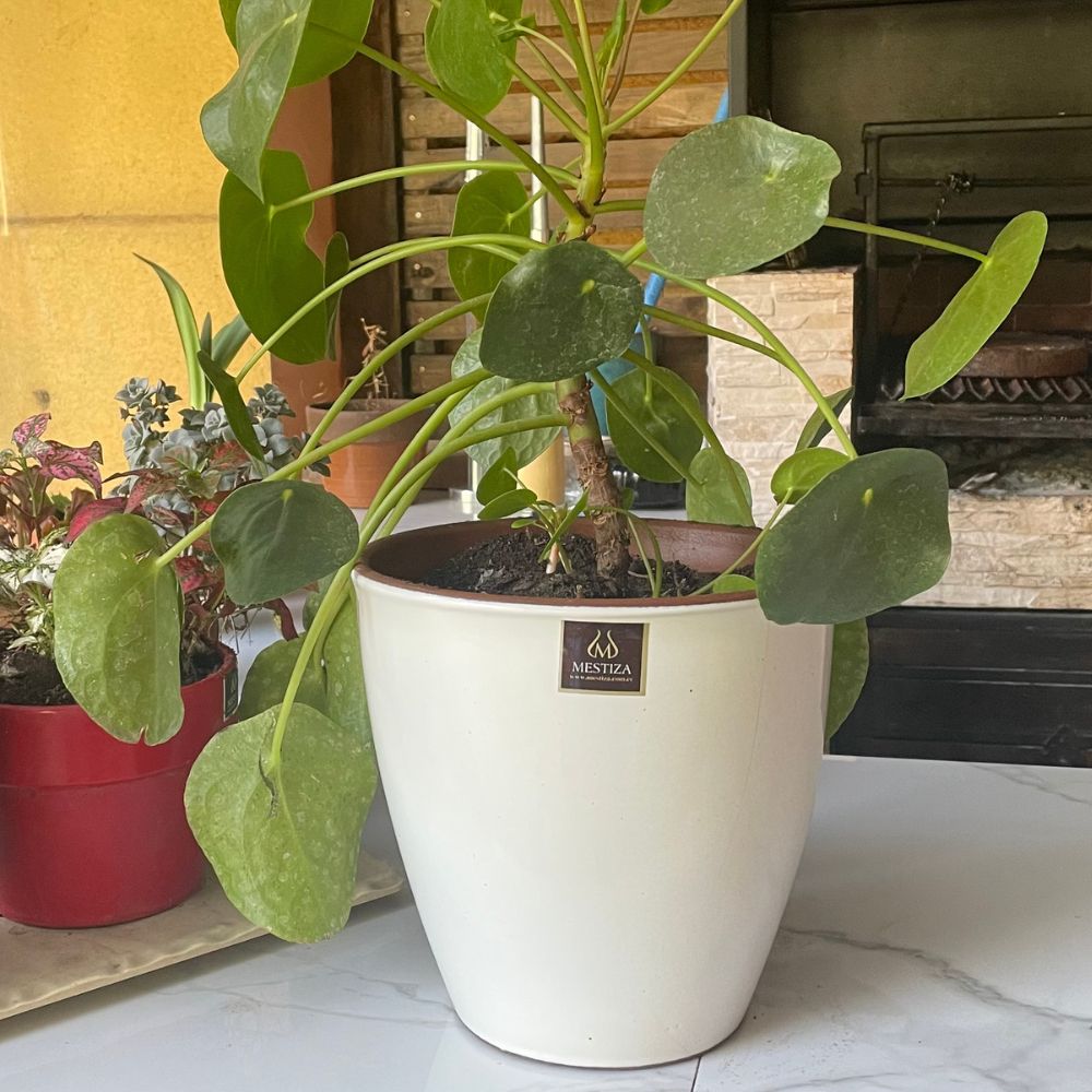 Maceta Zafiro Morena Blanco